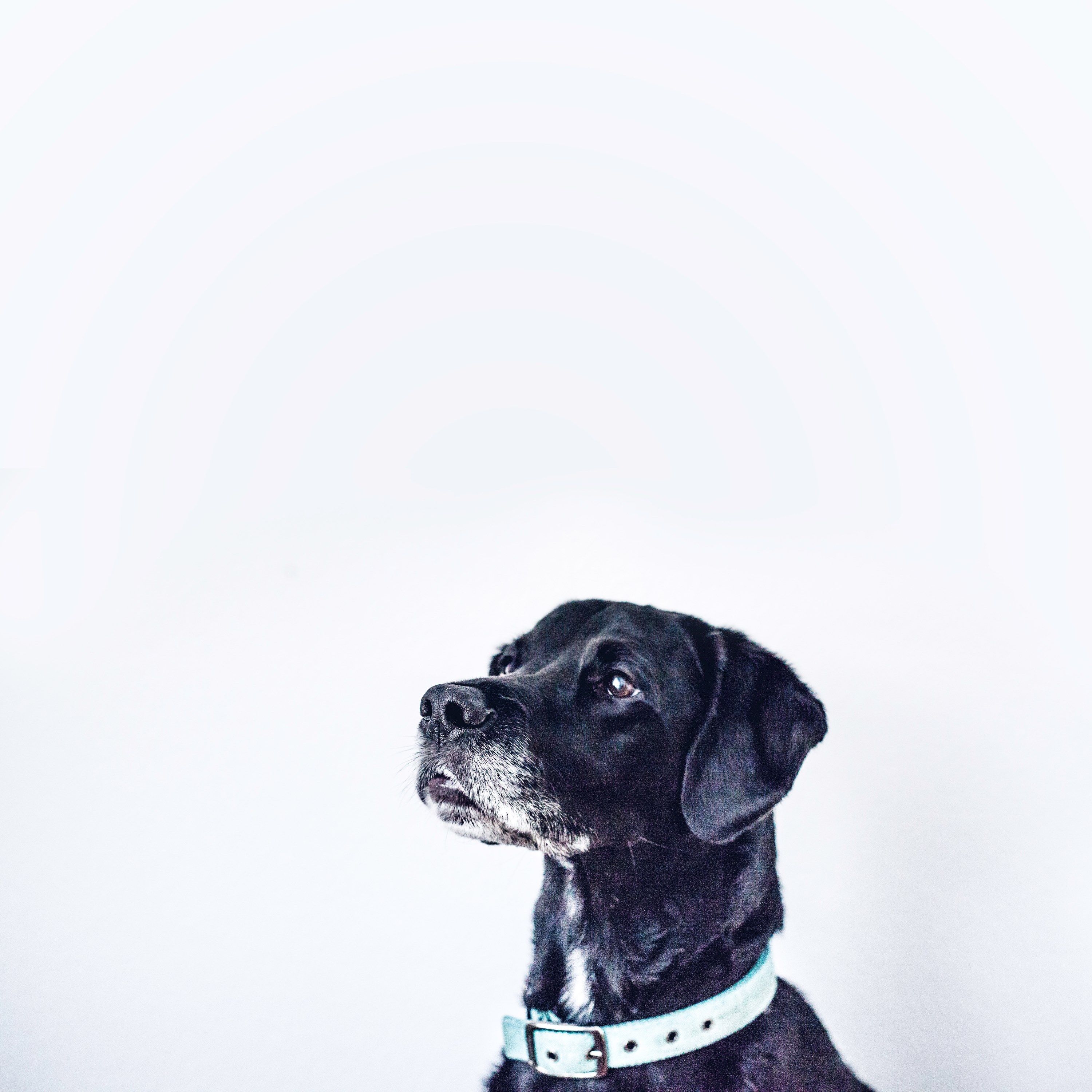 #Hashtag: Who let the dogs out?