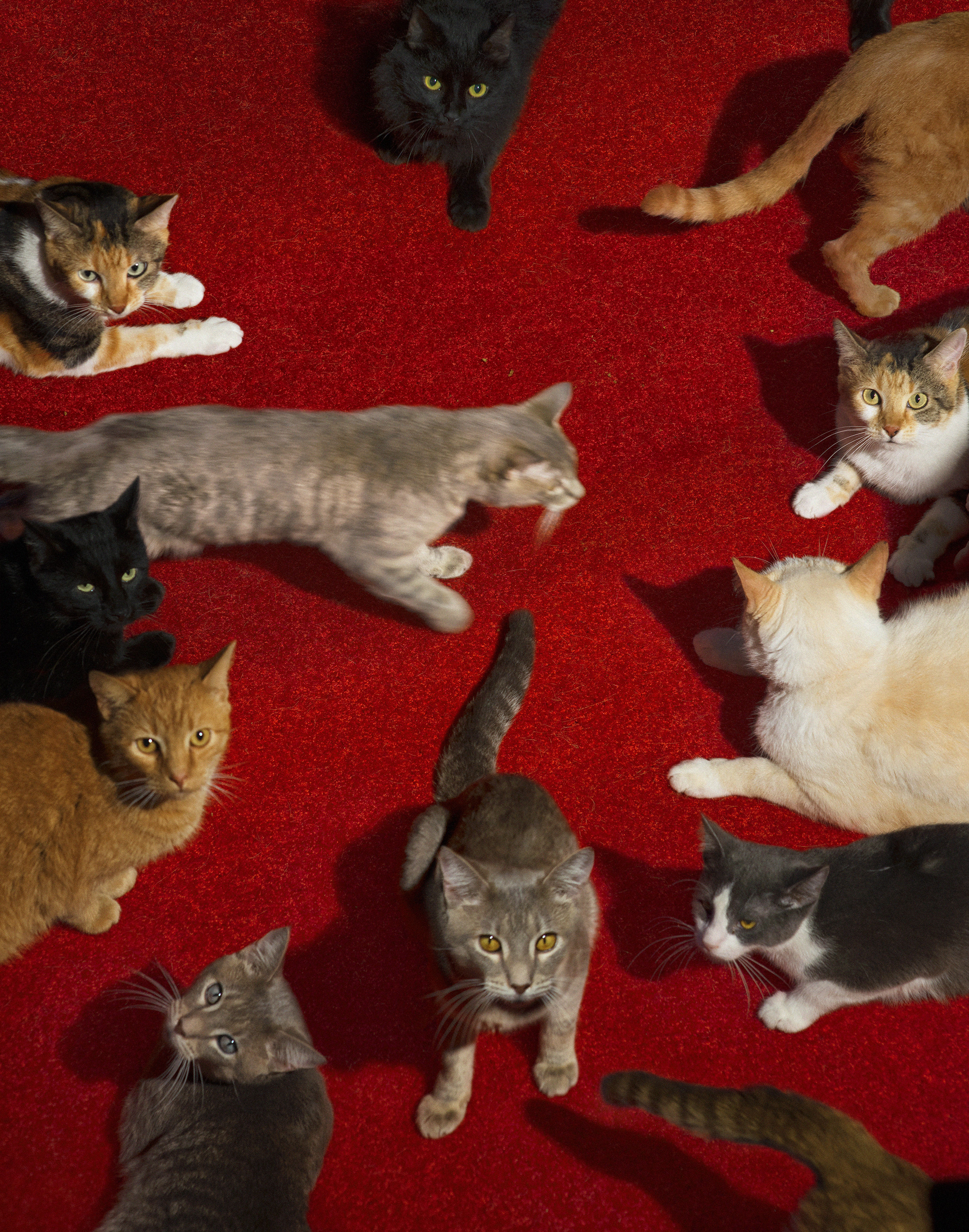 Alex Prager on Cats, Crowds and Commercial Collaborations