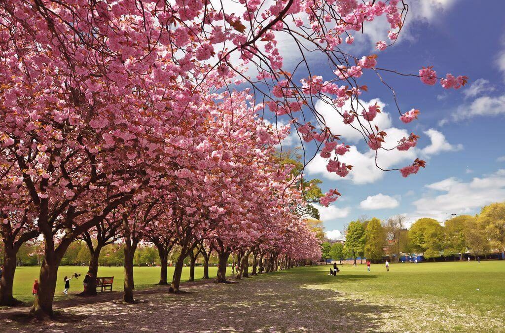Places to travel for breathtakingly beautiful cherry blossoms