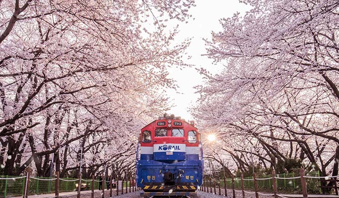 4 places to travel for breathtakingly beautiful sakura blossoms