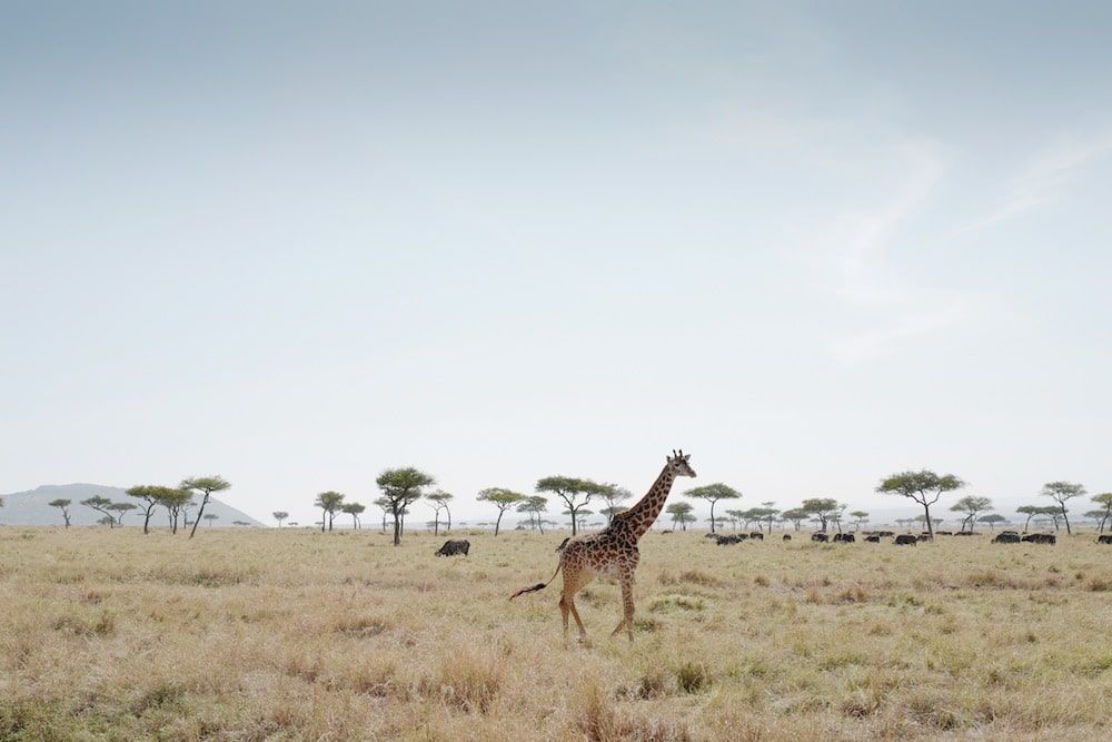 ‘Little Wild’: A Photo Exhibition by HRH Princess Sirivannavari Nariratana