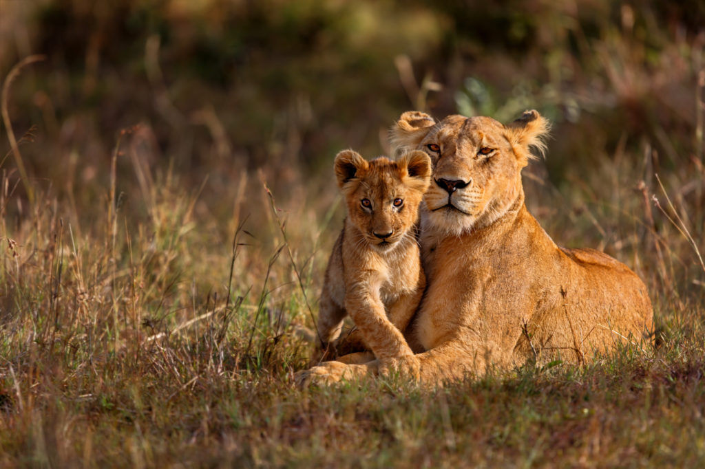 Meet the Real Lion King on These Thrilling Safari Adventures