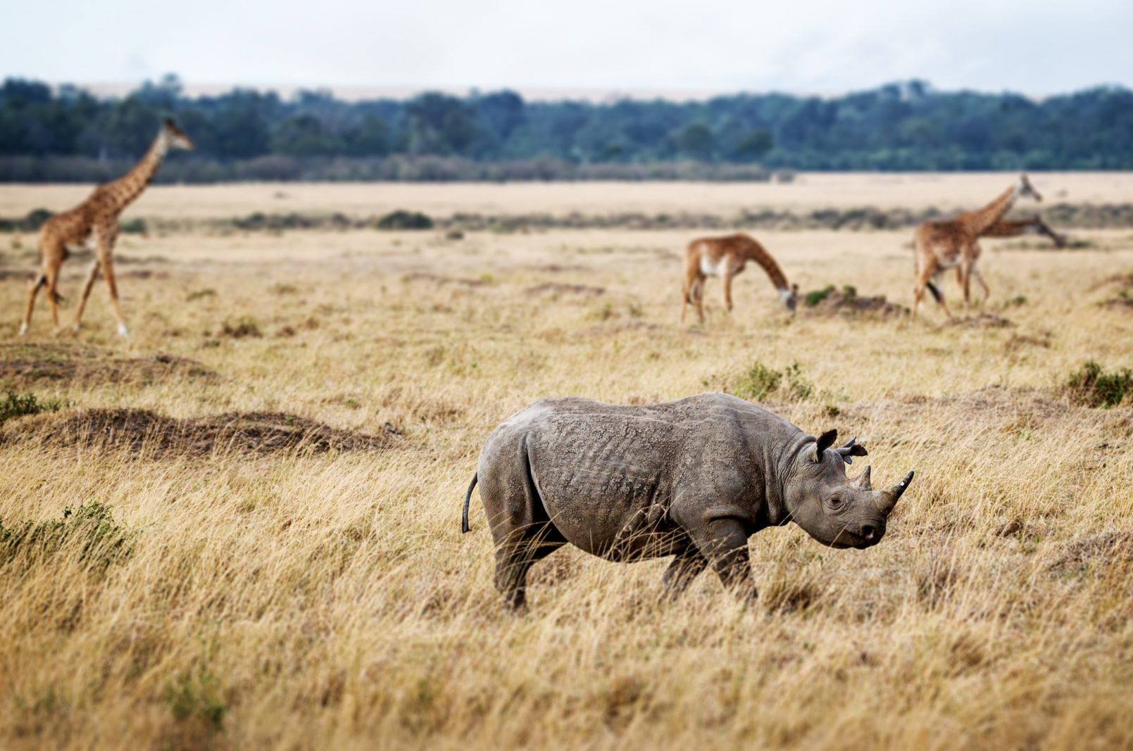 Meet the Real Lion King on These Thrilling Safari Adventures