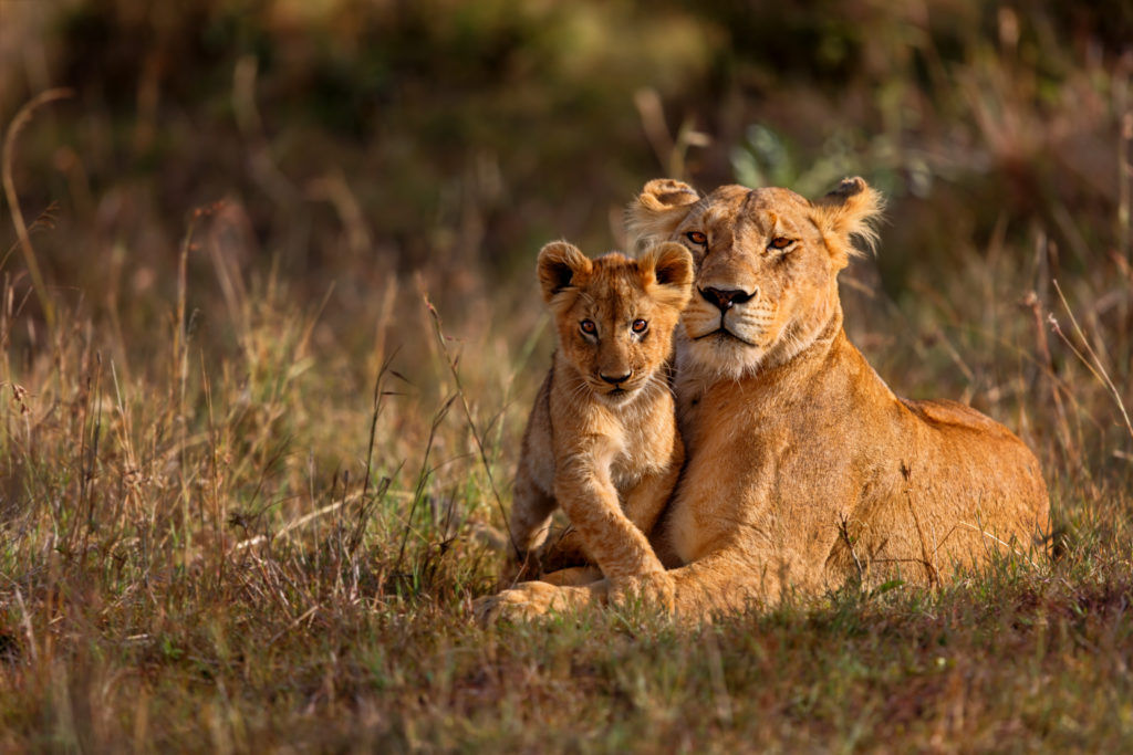 Experience ‘The Lion King in Real Life’ with Scott Dunn