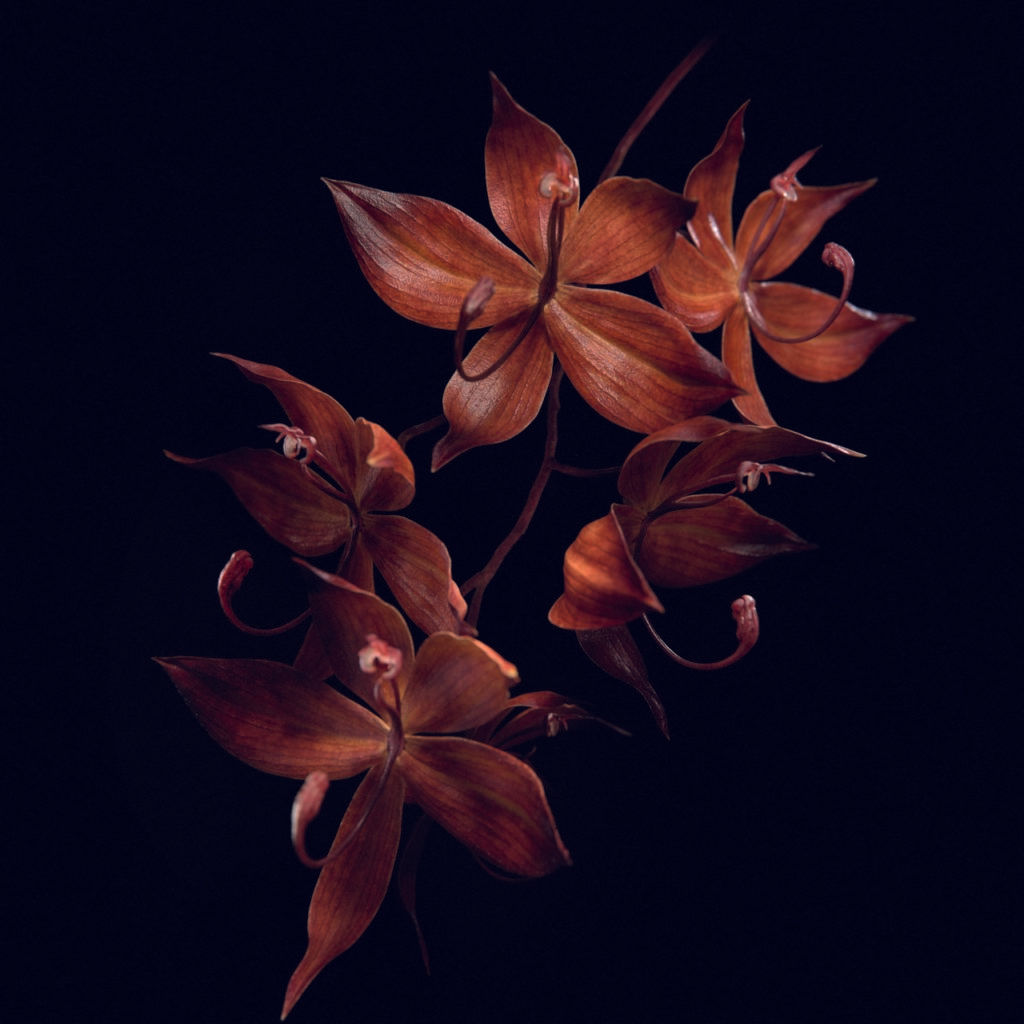 The Black Orchid Is Nature’s Time Machine