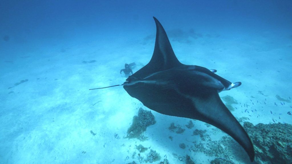 Panerai and freediving champ Guillaume Néry take the concept of luxury experiences to new depths