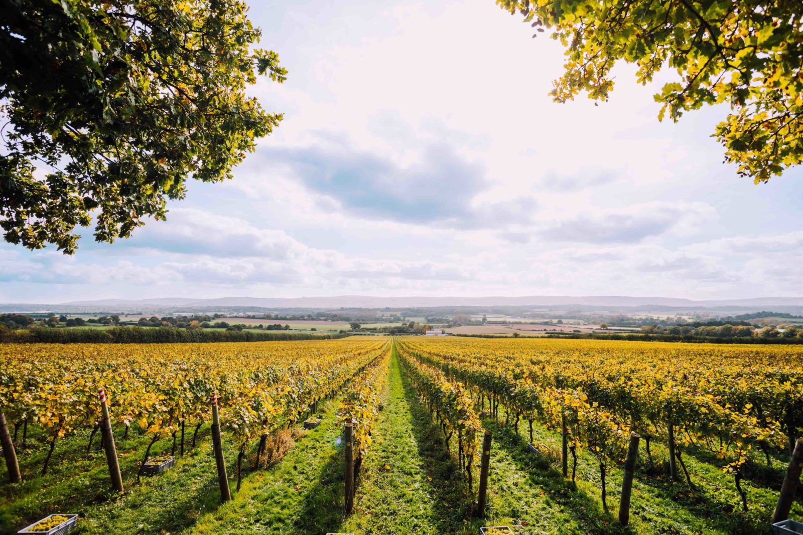 5 Things You Need to Know About English Sparkling Wine Producer Nyetimber