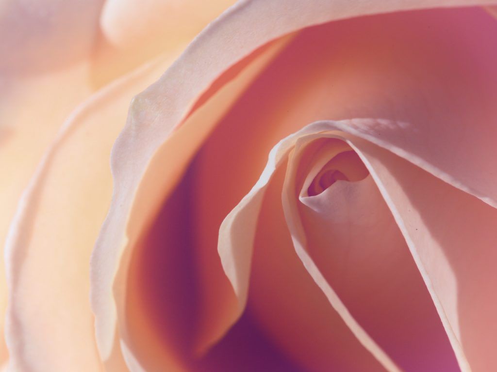 Kiss From A Rose: The Benefits of the Powerful Beauty Ingredient