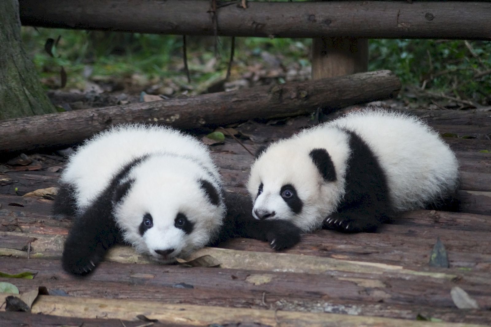 Check out: Your itinerary to Chengdu