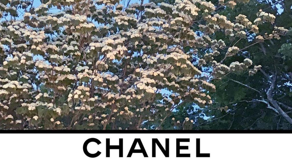 Watch Chanel’s Autumn/Winter 20/21 Ready-to-Wear Show Live Today
