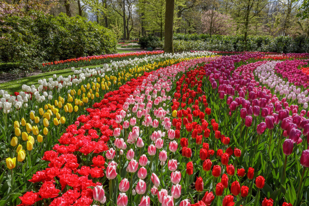 Take a Virtual Tour of World Famous Tulip Gardens in the Netherlands