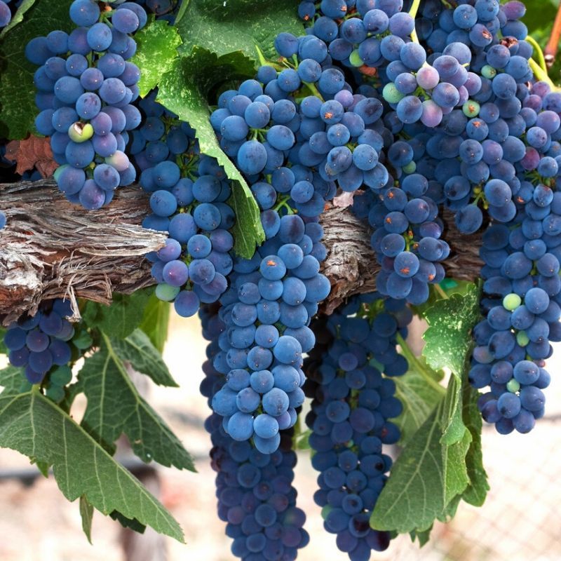 James Suckling’s Top 8 Wines of the Syrah Variety