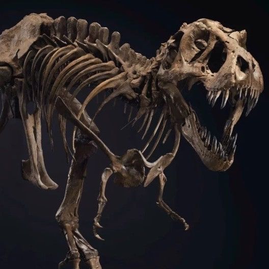 A T-Rex Skeleton is Expected to Fetch a Record Price at New York Auction