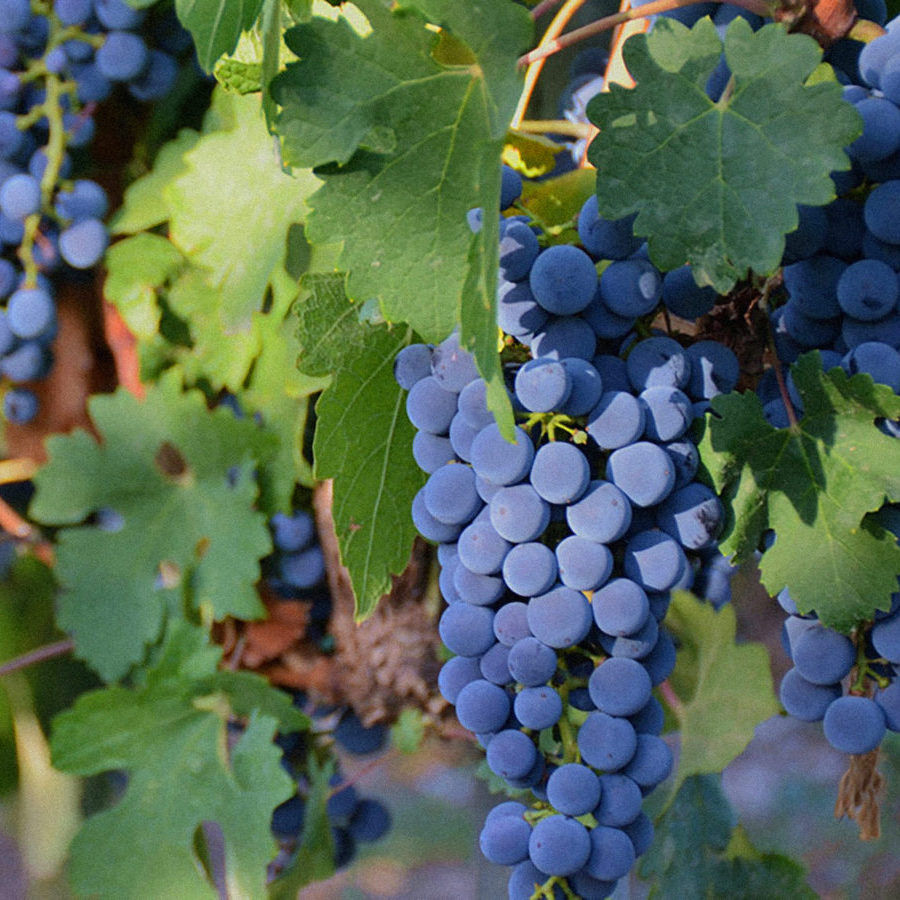 Chinese Wines Emerge Tops in a Blind Tasting by James Suckling and Wine Critics