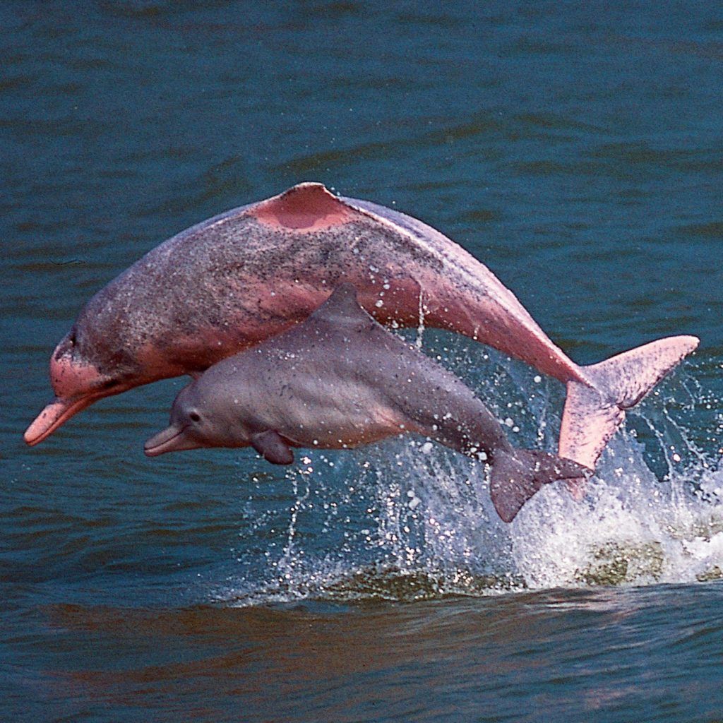 Pink Dolphins Have Been Spotted in Hong Kong After Reduced Marine Traffic From the Pandemic