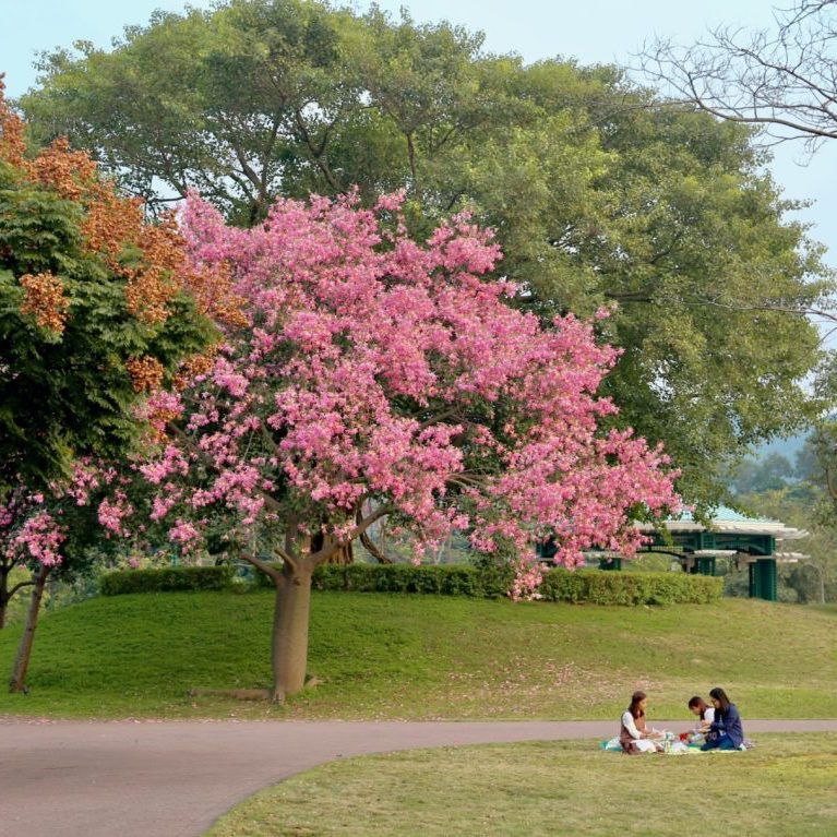 Where to Find the Most Scenic Picnic Spots in Hong Kong