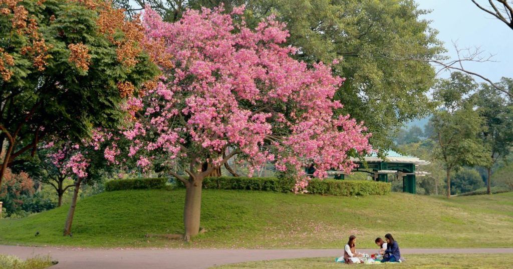 Where to Find the Most Scenic Picnic Spots in Hong Kong