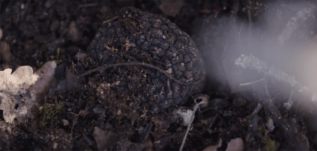 Black truffle extraction