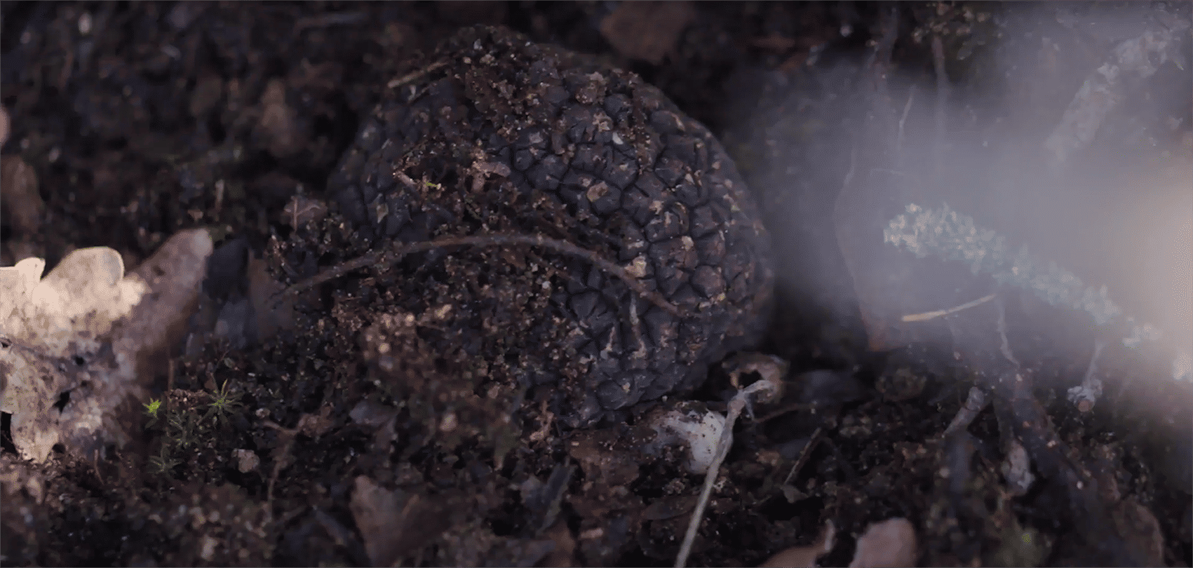 Black Diamond Truffle is Estée Lauder's Secret to Spirited Eyes