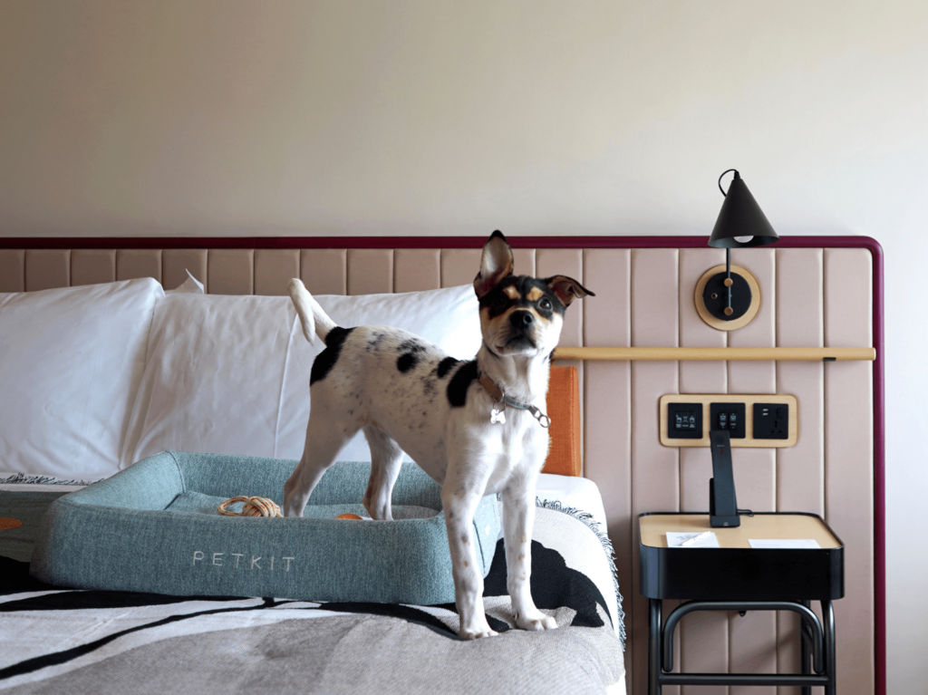 Luxury Pet-friendly Staycations to Book This Month in Hong Kong