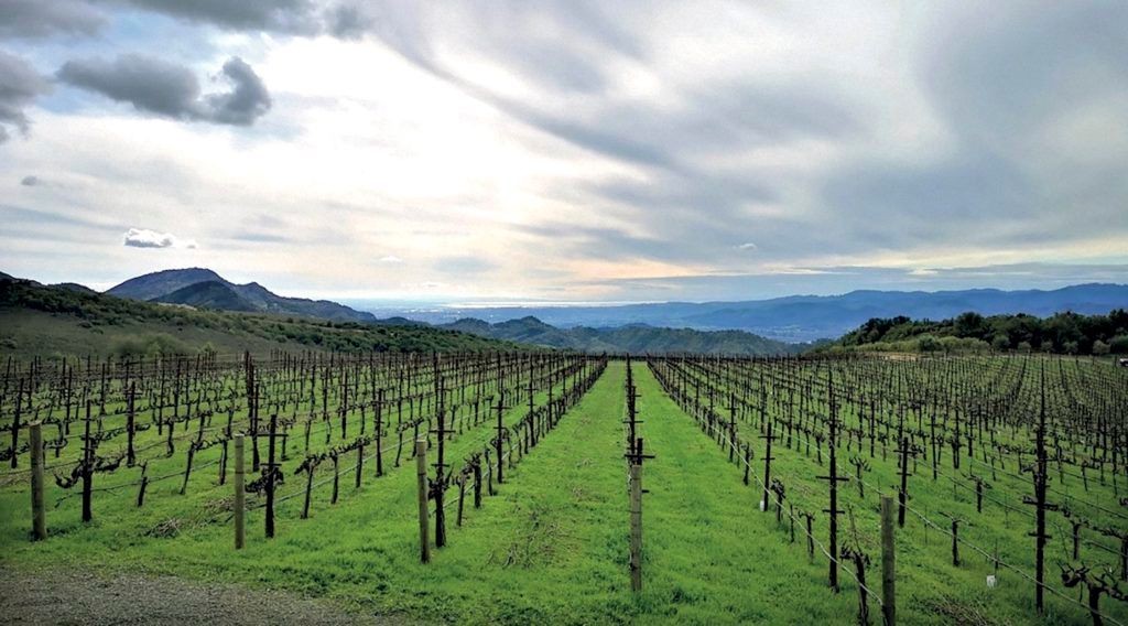 Nature’s Finest: The Best Organic Wine Bottles