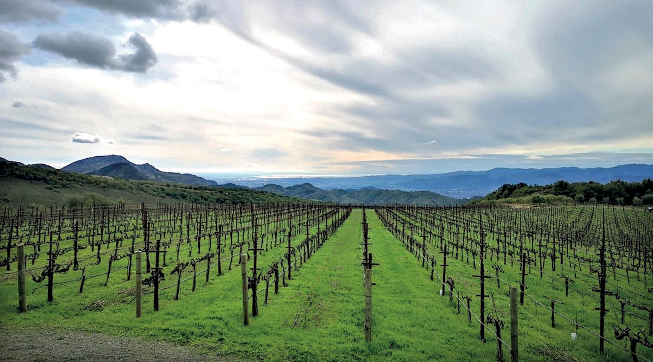 best organic wines wine bottles