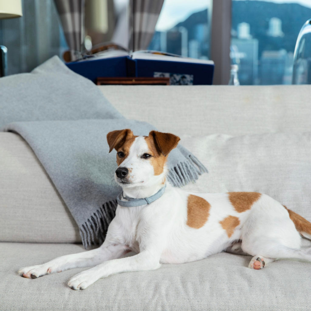 Indulge in a Luxury Petcation at Rosewood Hong Kong (A Christmas Giveaway)