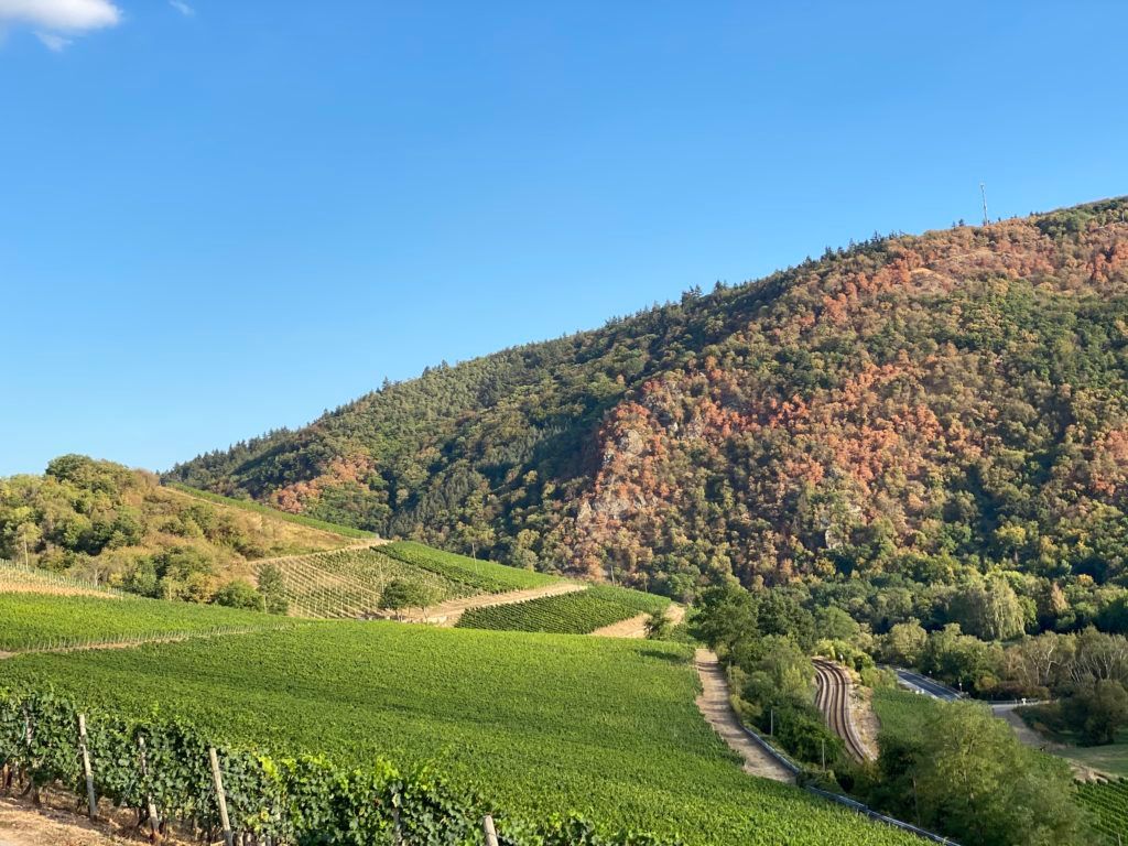 Best 100: The Top 10 Wine Bottles of 2021