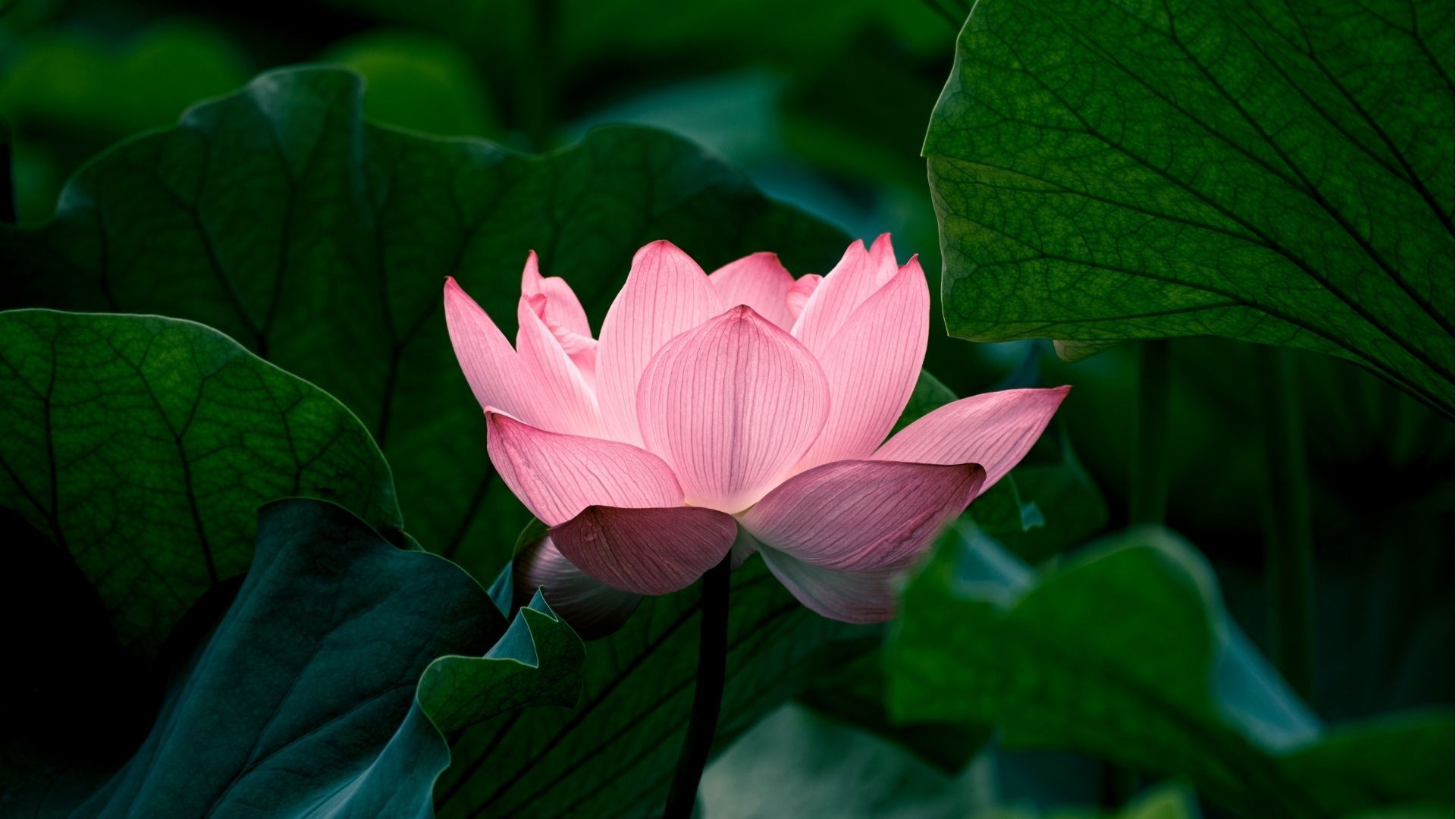 Find Something Different Lotus Flower Midnight Blue Luxury Velvet Tarot Card