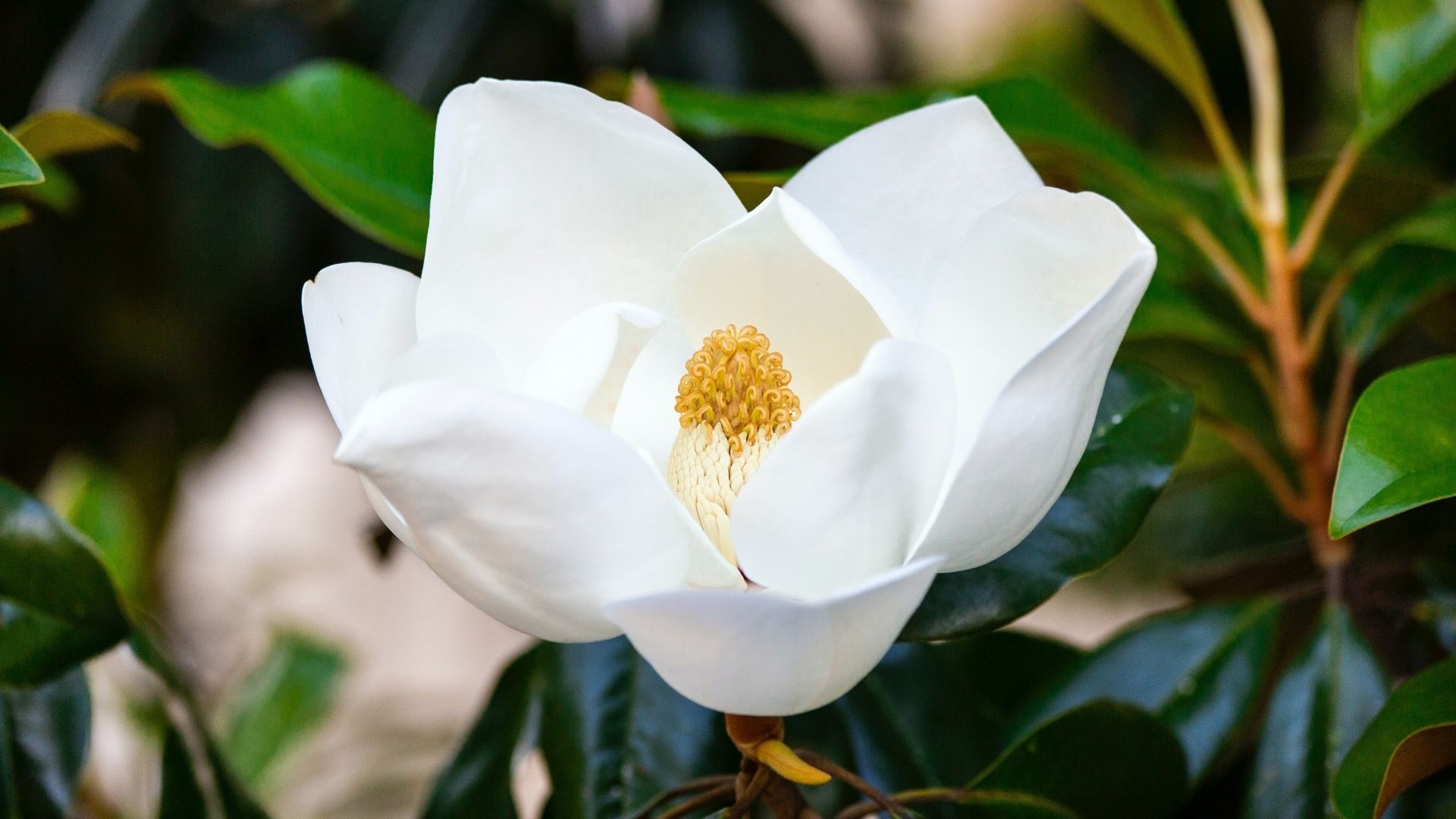 Most beautiful flowers: Magnolia