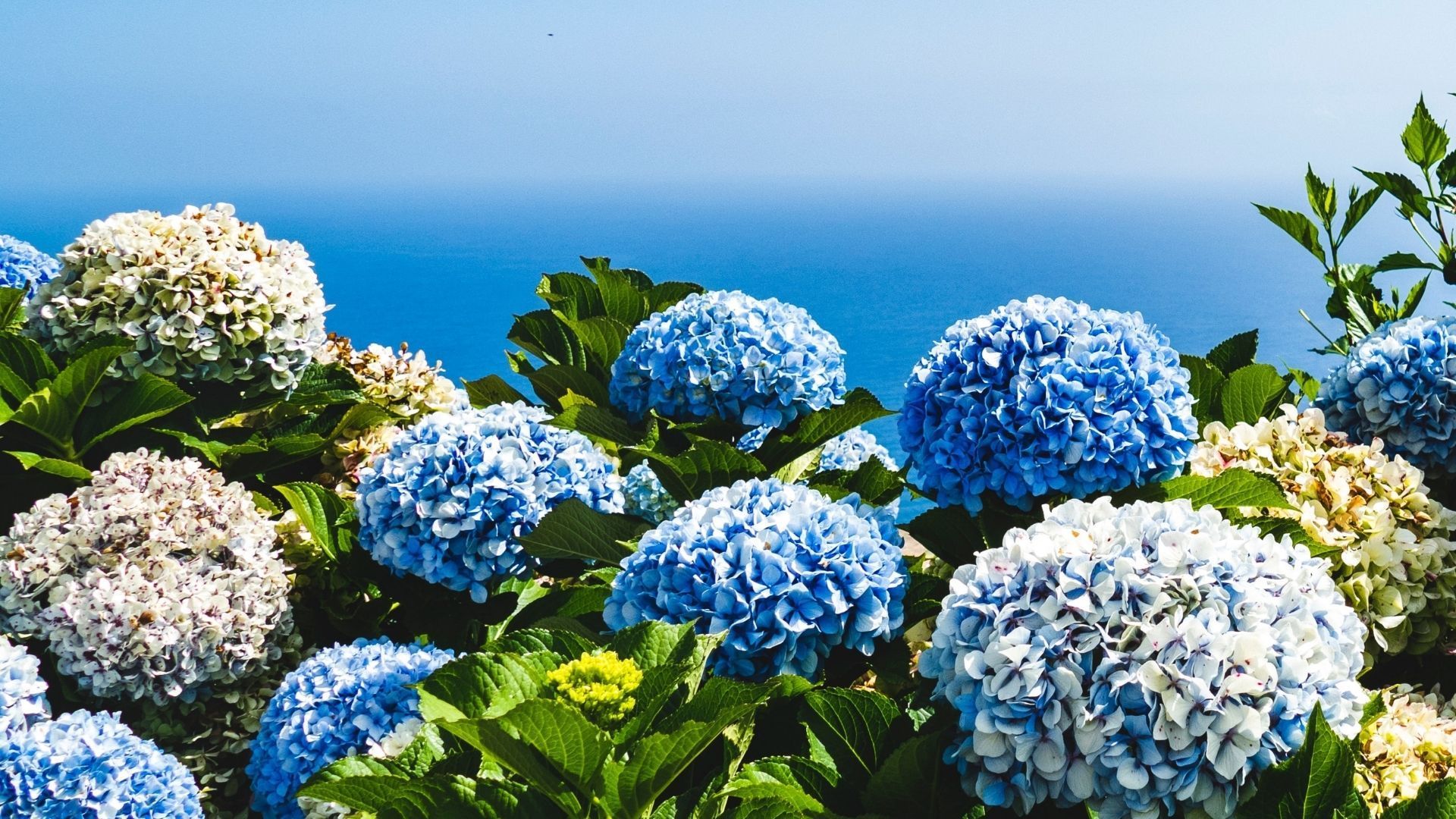 Most beautiful flowers: Hydrangea