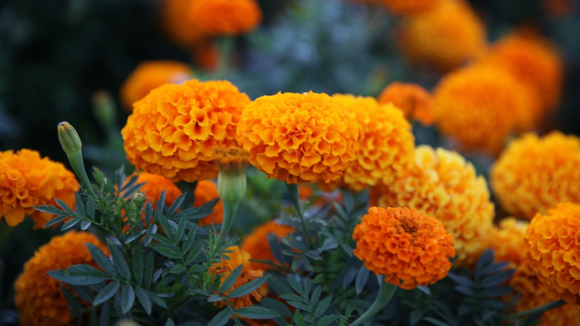 Most beautiful flowers: Marigold