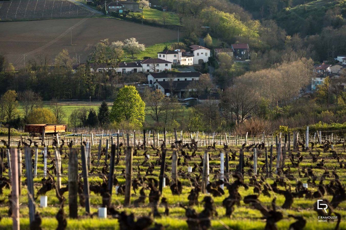 James Suckling Selects The Best Beaujolais Wines