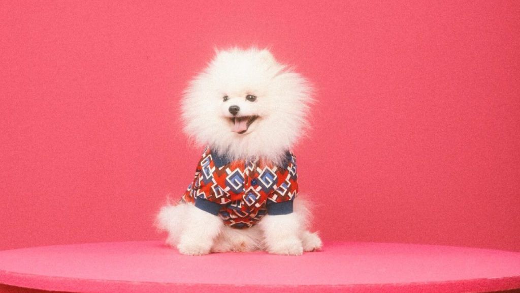 Gucci Launches Pet Collection Featuring Clothes And Accessories For Beloved Pooches