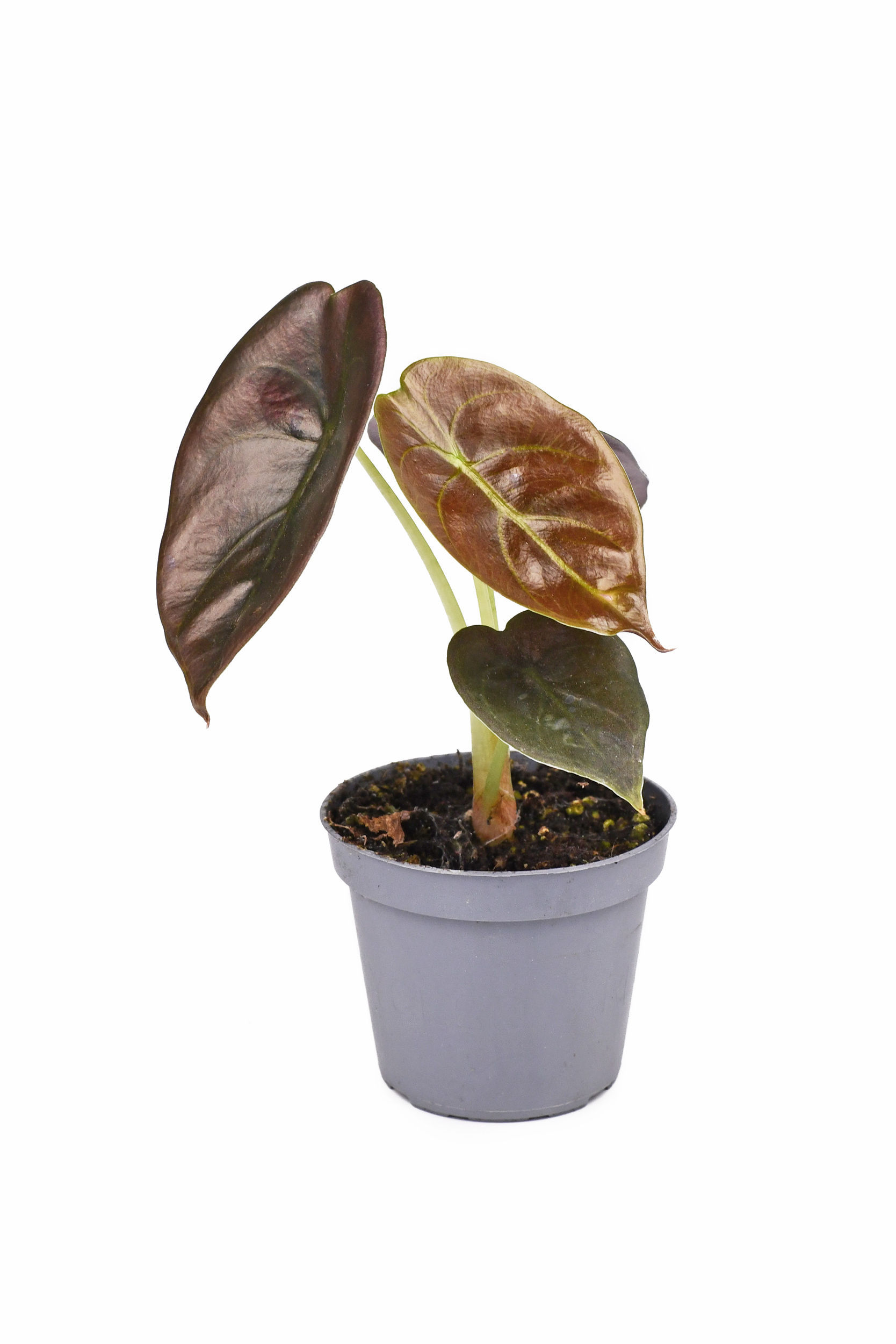 Azlanii Most Expensive Houseplants