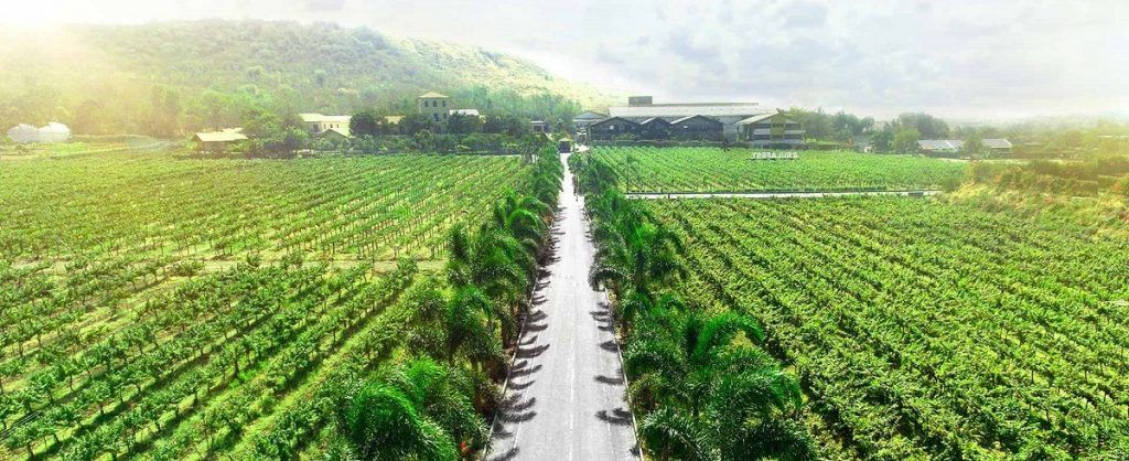 Rankoshi ITO Vineyard、Due Punti Vineyard Rankoshi ITO Vineyard、Due Punti Vineyard