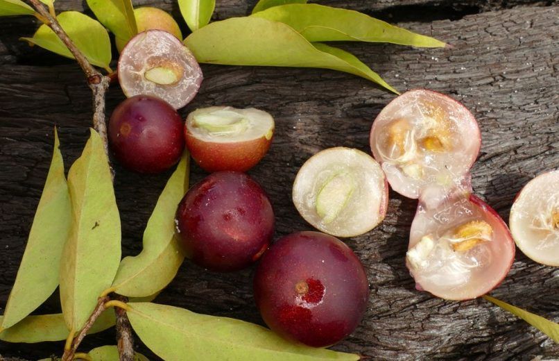 Exotic fruits in India