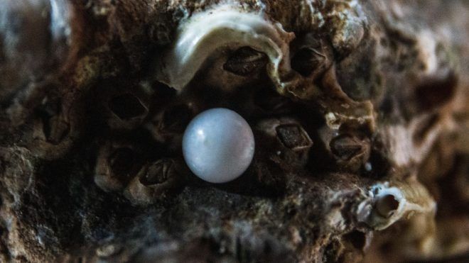 The most expensive pearl necklaces of all time and their history