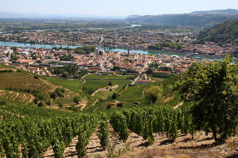 Schönheit im Glas: Weine aus der Rhône-Region