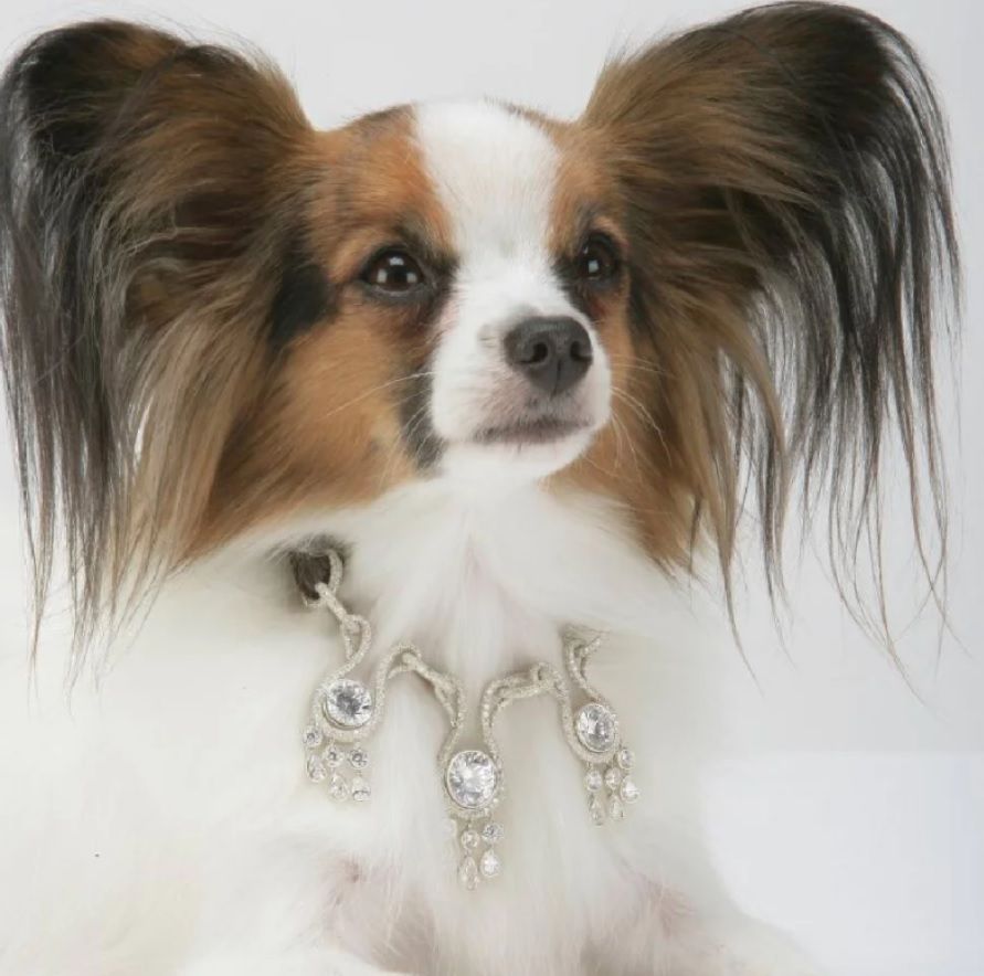 Most expensive pet accessories 