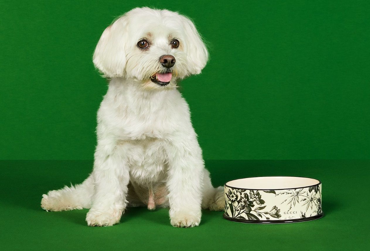 Bougied-out Dog Dish: Louis Vuitton Inspired using LiME LiNE Metal