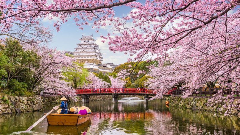 feature cherry blossom season japan 2024