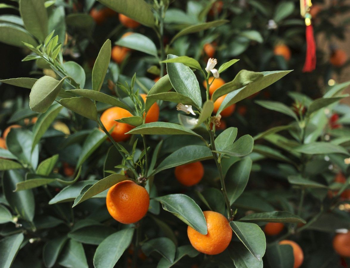 10 Best Chinese New Year Plants for The Home to Usher in Abundance
