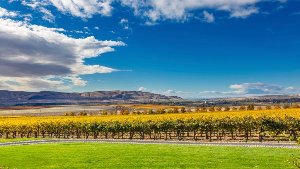 Washington Wines: Reaching Great Heights