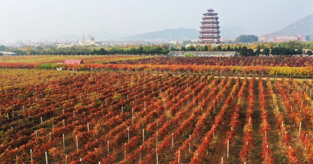 Raise a Glass to China: The Rise of Chinese Wine