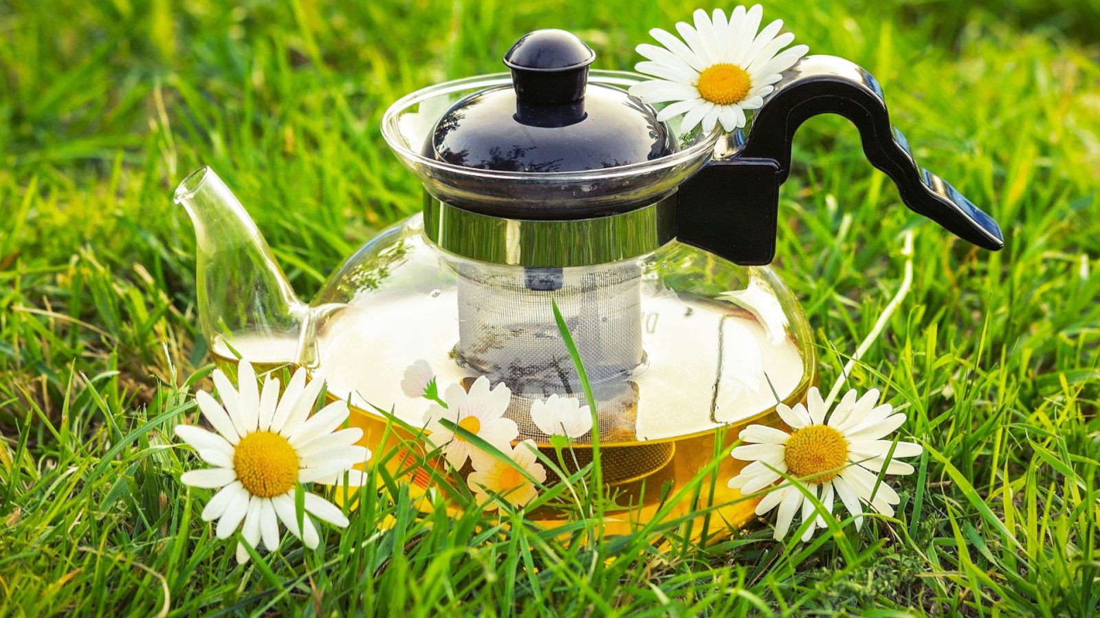The Benefits of Chamomile Tea for Mind, Body, and Soul