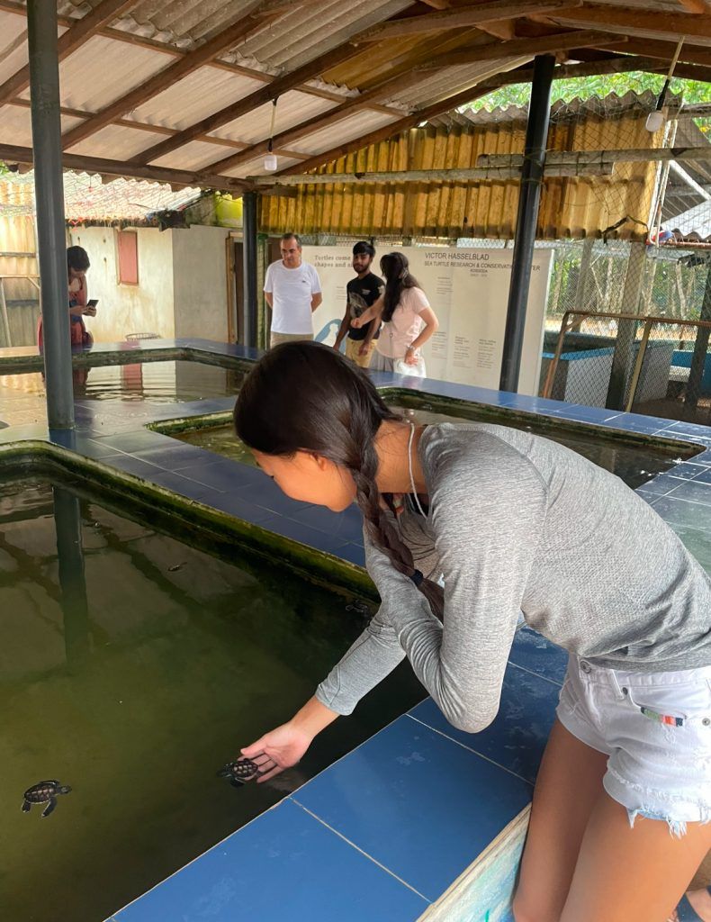 Rescate de tortugas marinas de Hayley Tang