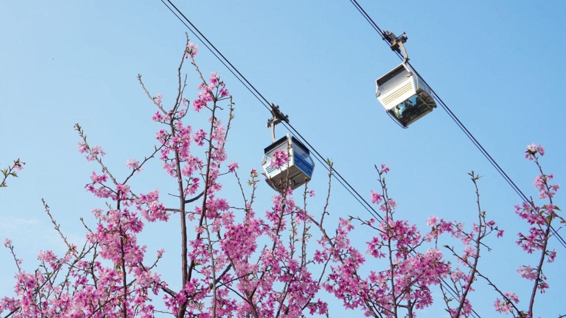 All About the Cherry Blossom Garden at Hong Kong Airport ...