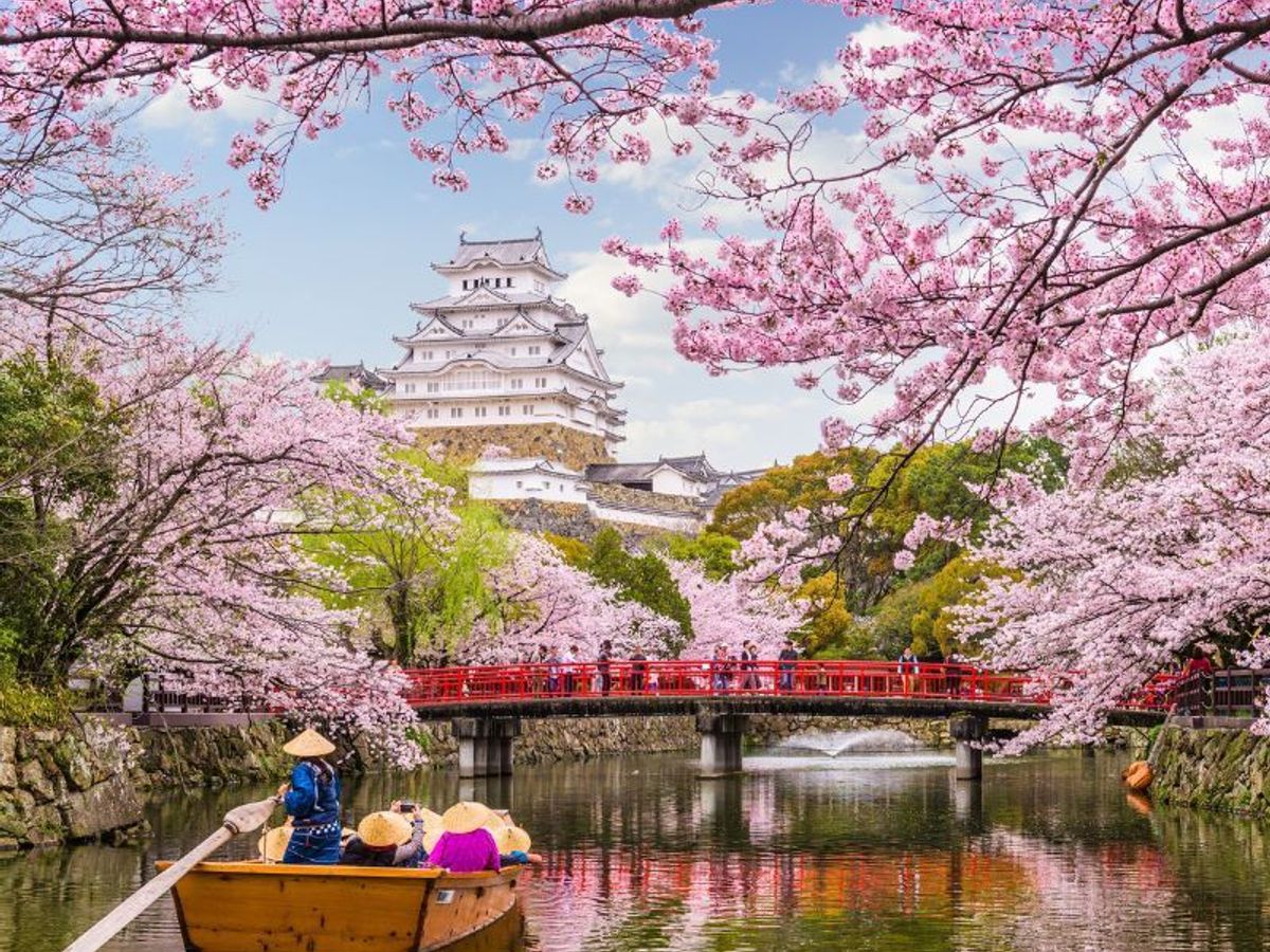 sakurahime 2026年8月25日お迎え予定 cherry-blossom-in-japan.jpeg?