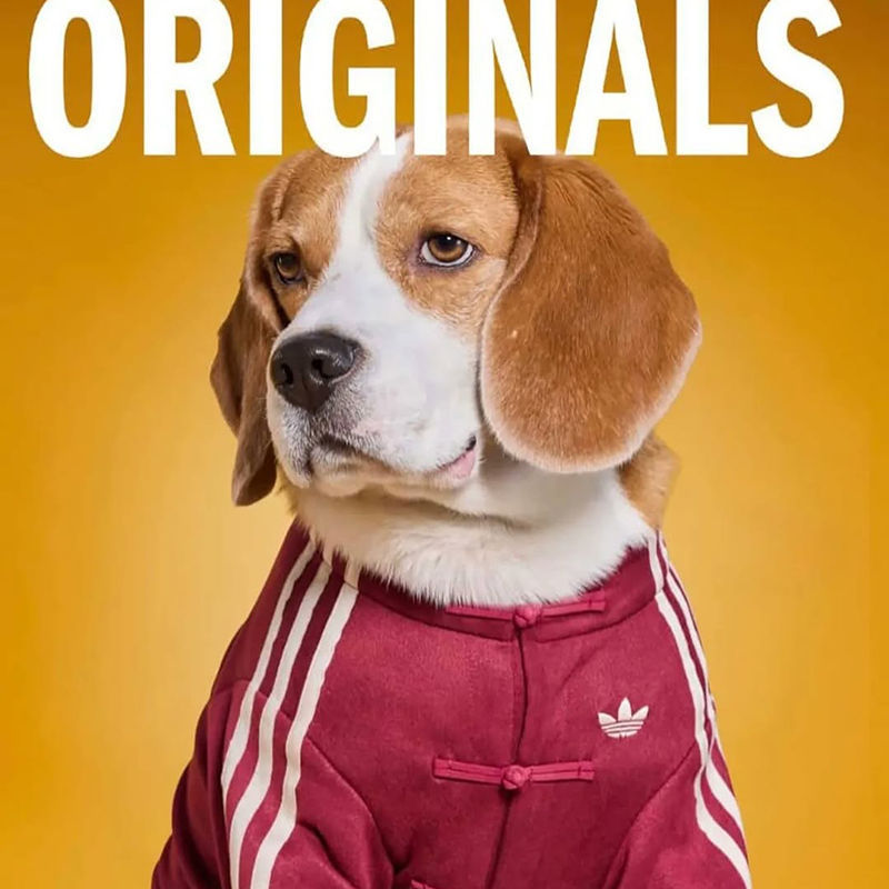 Adidas Launches A Pet Collection for Chinese New Year 2026